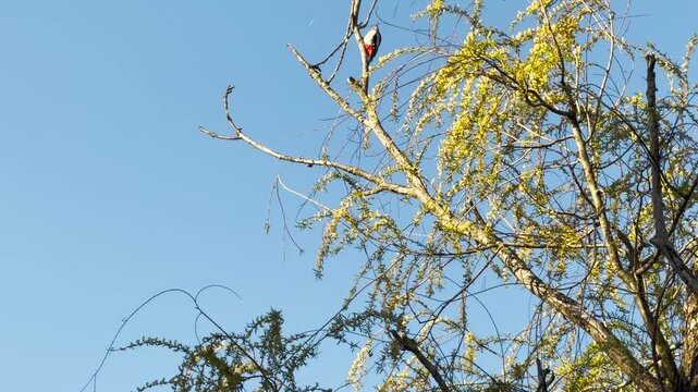 A black and white woodpecker sits high on a tree branch under a bright sky. This scene feels peaceful and full of freedom. The bird brings a sense of wonder to the quiet morning.