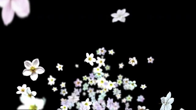 Beautiful white flowers falling gracefully through the air. High-quality cinematic footage captures a romantic and elegant atmosphere, perfect for wedding backgrounds & Valentine's Day projects