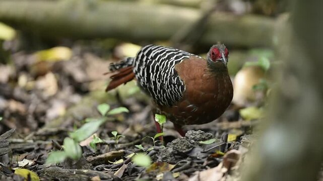 Female Siamese Fireback feeding on forest ground in dry season, tropical forest in Thailand.