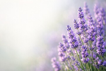 Fototapeta premium Lavender Calm Minimal Wallpaper