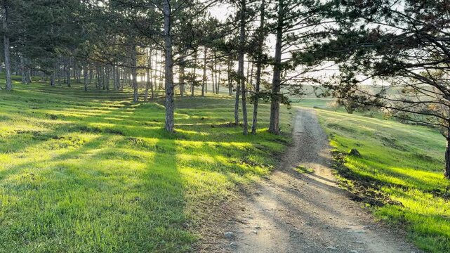 A quiet dirt road curves past tall pine trees and vibrant green grass. This peaceful scene feels inviting and warm as long shadows stretch across the sun-drenched hills.