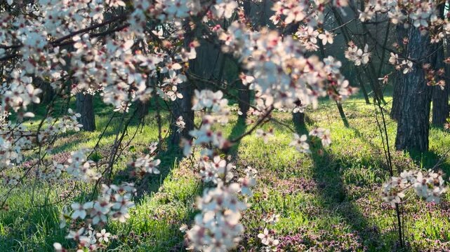 Delicate white flowers hang in the foreground of a sun-drenched woodland. This beautiful scene creates a warm, dreamy feeling of peace as light dances across the vibrant grass and purple flora.