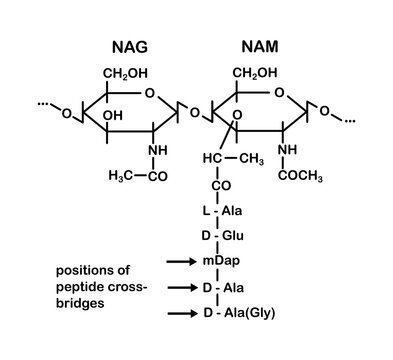 Vector illustration of NAM-NAG chemical structure diagram - peptidoglycan monomer forming the bacterial cell wall on a white background.