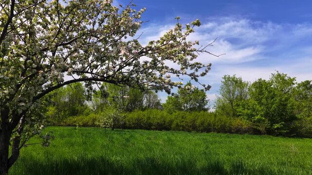 Flowering of Sievers apple trees in the Botanical Garden of Almaty. The view from the drone.