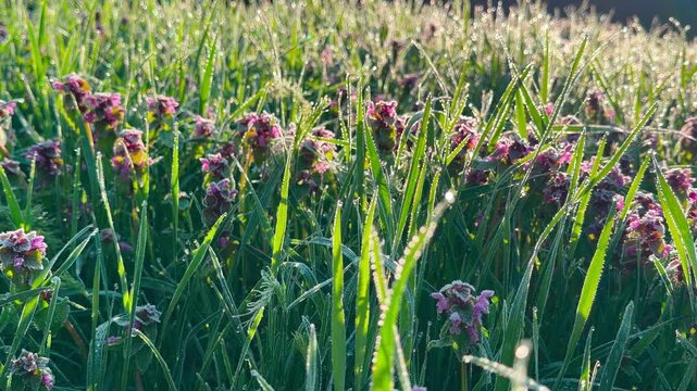 Tiny dew drops sparkle on purple flowers and tall grass during a bright sunrise. This refreshing scene evokes a peaceful and magical feeling as the morning light hits the meadow.