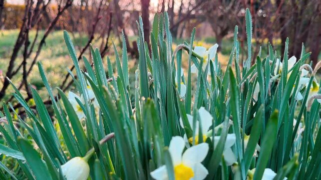 Fragile white daffodils wake up as morning dew clings to their long green leaves. The soft sunrise creates a gentle, romantic feeling of spring beauty and quiet serenity.