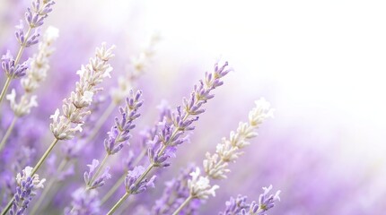 Fototapeta premium Close-up of lavender flowers in soft light with lavender field lavender close-up fragrance botanical background peaceful