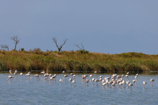 Group of Greater flamingos (Phoenicopterus roseus) in the shallow water of a lagoon in the Camargue, France.