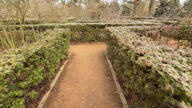 Dense green hedges covered in white frost line a winding garden path. The quiet symmetry of the maze creates a calm, mysterious feeling for a cold morning walk in the park.