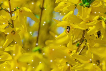 Obraz premium Blooming forsythia in a spring garden within the city. Macro shot of colorful flowers and petals