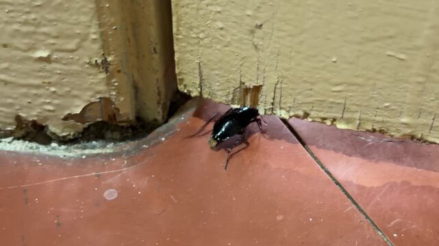 A shiny black cockroach crawls quickly over a red floor near a weathered wall. The sight of this pest often causes a feeling of disgust or surprise in an indoor space.