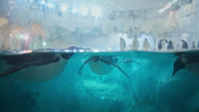 Majestic King Penguin swimming in crystal clear blue water at a polar exhibit. Split-level view showing the penguin diving under an icy surface with its colony in background. Concept of marine life