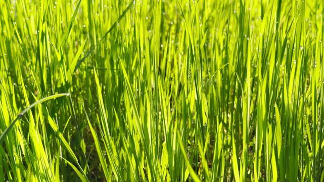 Bright green blades of grass are covered in tiny, sparkling dewdrops. The warm sunlight creates a cheerful and refreshing feeling of a new day. This close-up captures the calm beauty of nature.