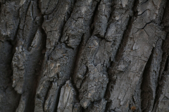 tree bark texture