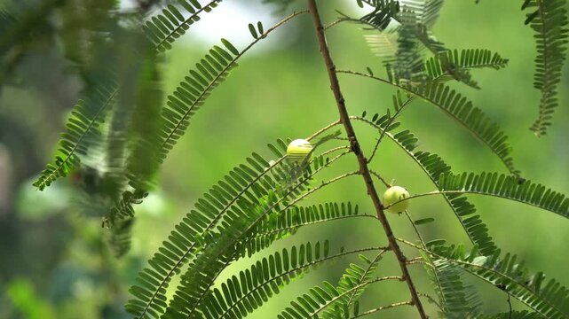 Macro Shot of Raw Sour Amla Berries Hanging from Tropical Fruit Tree Branch. Organic Indian Gooseberry or Amla Fruit on Tree Branch with Green Pinnate Leaves.