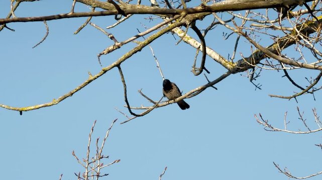 A lone hooded crow sits alert on a tangle of winter branches. The bright blue sky creates a clean, hopeful backdrop for the bird. This scene feels quiet, watchful, and free.