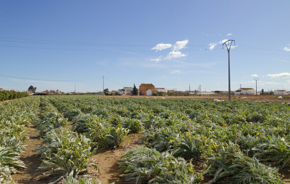 Agriculture of Valencia -  rows of artichoke plants with forming buds