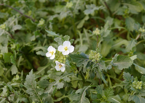 White Wall Rocket (Diplotaxis erucoides) Growing in the Historic Horta of Valencia, Spain

