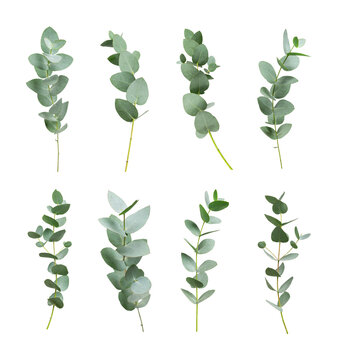 Collection of green eucalyptus branches isolated on transparent background. With clipping path. Cut out fresh green eucalyptus branches, mockup for design. Plant for essential oils, natural cosmetics