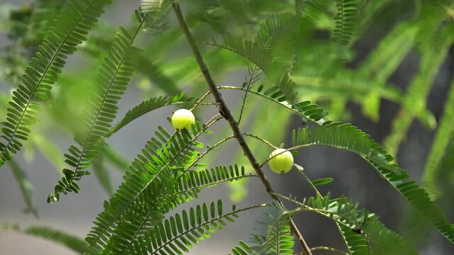Close-Up of Fresh Green Amla Fruits Growing on Branch of Indian Gooseberry Tree And Used for Ayurvedic Medicine and Health. Natural Superfood Amla Growing in Garden for Vitamin C and Healthy Nutrition