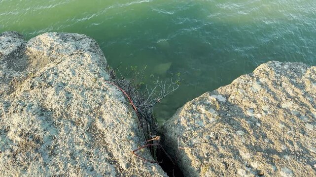 A resilient green shrub pushes through a deep crack in a limestone cliff. It overlooks calm, emerald water under bright sunlight. This quiet scene feels both peaceful and incredibly brave.