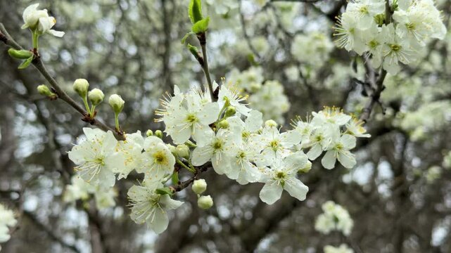 Delicate white flowers emerge from dark branches in a peaceful spring garden. These fresh blossoms evoke a sense of hope and quiet joy. The soft green leaves signal a new beginning in nature.