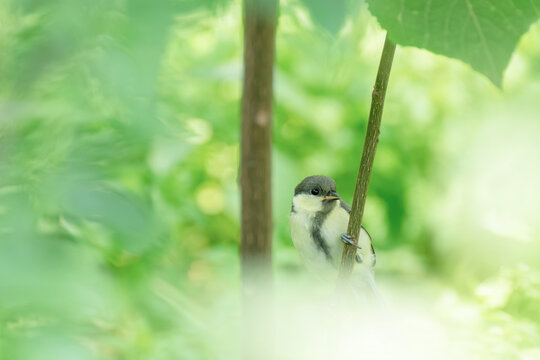 Juvenile Japanese Tit (Parus minor) Perched in Fresh Green Leaves Early Summer