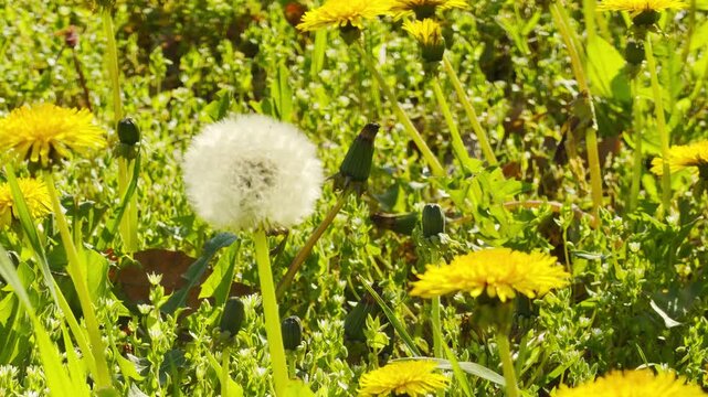 Radiant yellow dandelions and a fluffy seed head thrive in a vibrant, sun-drenched meadow. This cheerful scene evokes a sense of freedom and the simple joy of a warm spring afternoon.
