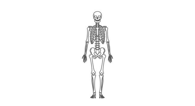 Anatomy illustration of a human skeleton in full view, standing upright against a white background
