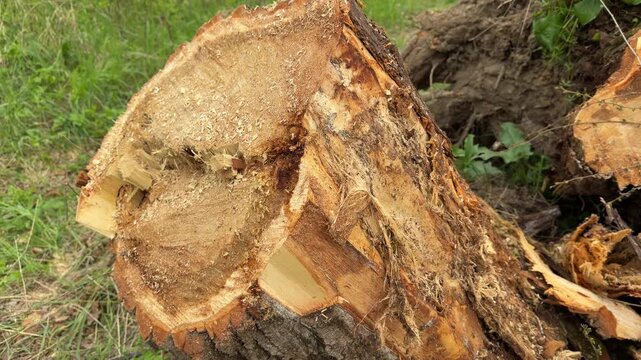 A large tree trunk sits on the grass after being cut down. The rough texture and yellow sawdust create a feeling of loss and change. This detailed view shows the raw beauty of the wood.