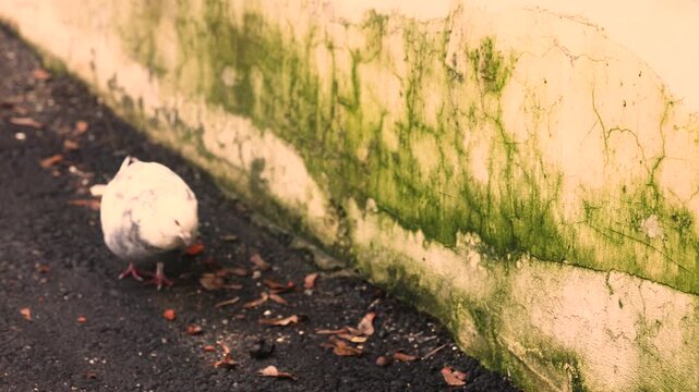 Urban pigeons on moss covered wall and asphalt in city environment scene