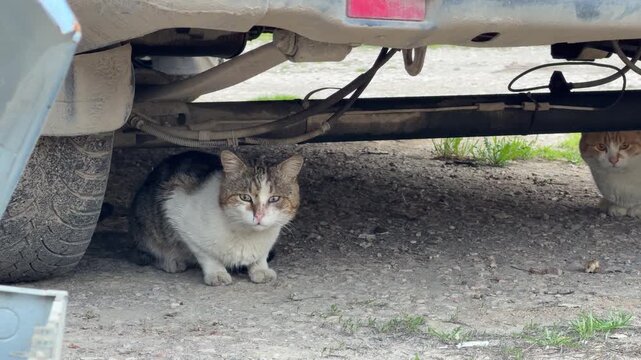 Two timid cats hide under a car on a dusty dirt road. They look out with cautious eyes, seeking safety in the dark shadows. This scene feels lonely and highlights the hard life of street animals.