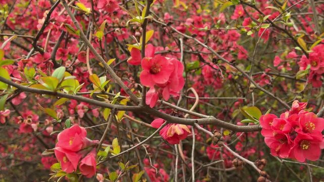 Deep pink flowers bloom along tangled branches in a lush garden. The soft petals feel romantic and full of hope as they welcome the new season. This dense floral display creates a feeling of peace.