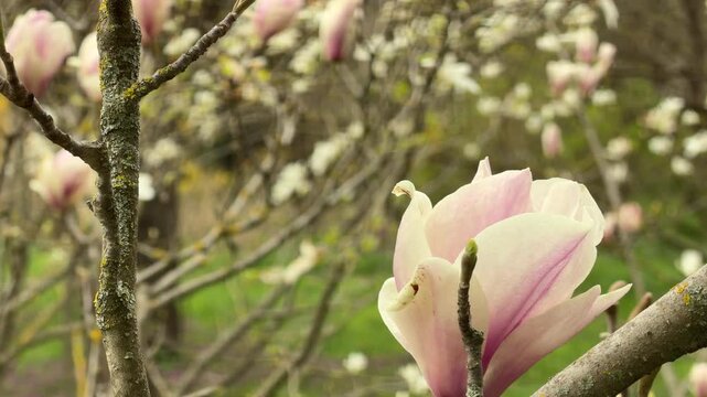 Large pink and white magnolia flowers open beautifully on thin branches. The soft petals feel elegant, romantic, and full of promise in the fresh spring air. This scene brings a sense of peace.