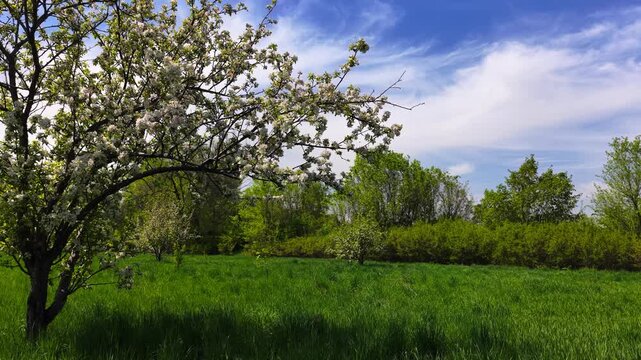 Flowering of Sievers apple trees in the Botanical Garden of Almaty. Slow motion video. The view from the drone.