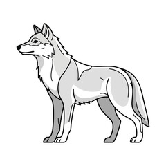 Fototapeta premium Gray wolf standing in profile on white background