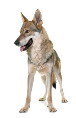Fototapeta premium czechoslovakian wolf dog