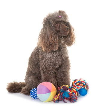 poodle in studio