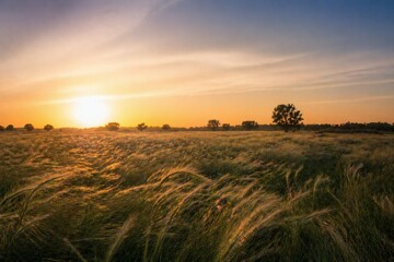 Fototapeta premium Golden Sunset Over Rural Field Landscape With Warm Light