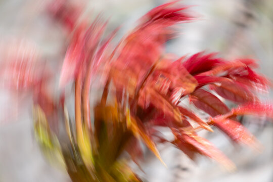 Abstract motion blur of red leaves creating a sense of energy, struggle and emotional tension. Concept of suppressed movement, inner conflict, freedom and limitation. 