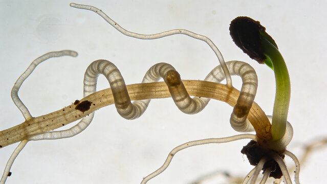 Closeup of biological control organisms interacting with young plant roots in agriculture