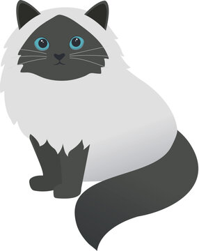 birman cat cartoon style