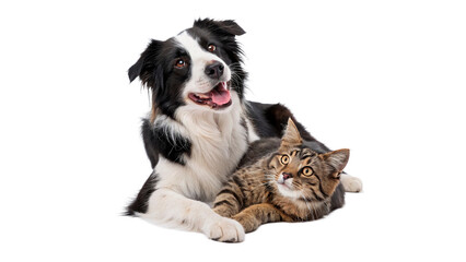 Plakat Two pets rest together in a simple setting with one dog and one cat sharing a moment indoors isolated on transparent background