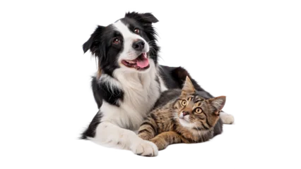 Fotobehang Kat Two pets rest together in a simple setting with one dog and one cat sharing a moment indoors isolated on transparent background  © Olga