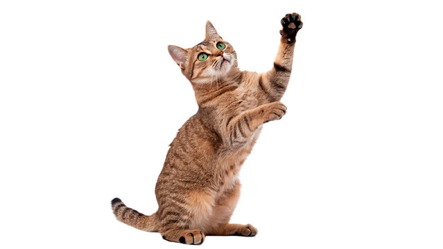 Cat reaches up with paw, showing playful behavior and curiosity in a bright setting isolated on transparent background