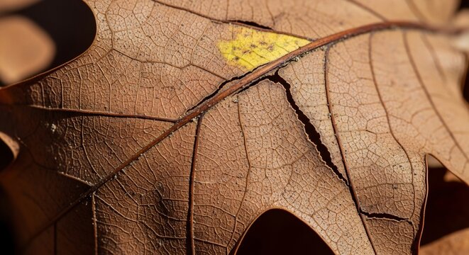 Macro photograph of a dry brown oak leaf with intricate vein patterns.
