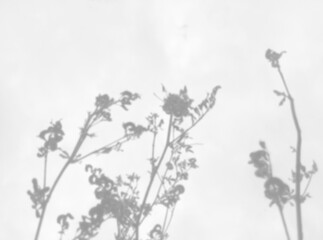 Fototapeta premium Natural lighting casts shadows from wildflowers. Isolated image on a white background. Mockup