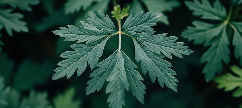 Elegant Leaf Pattern Background for Herbal Remedy, Clean Nature Leaf Image for Wellness