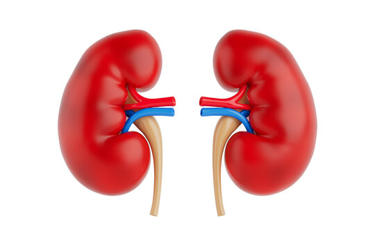 Human Anatomy And Renal Health. Detailed Kidneys With Vessels And Ureters On White Background. 3D Rendering