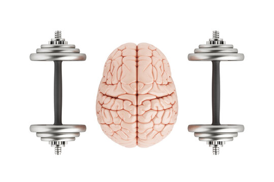 Mental Fitness And Cognitive Strength Concept. Human Brain Between Metal Dumbbells On White Background. 3D Rendering